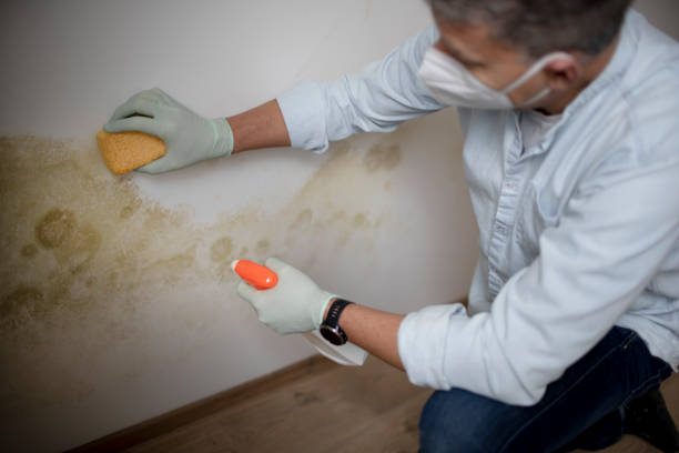 Best Health and Safety Mold Remediation in Grove, OK