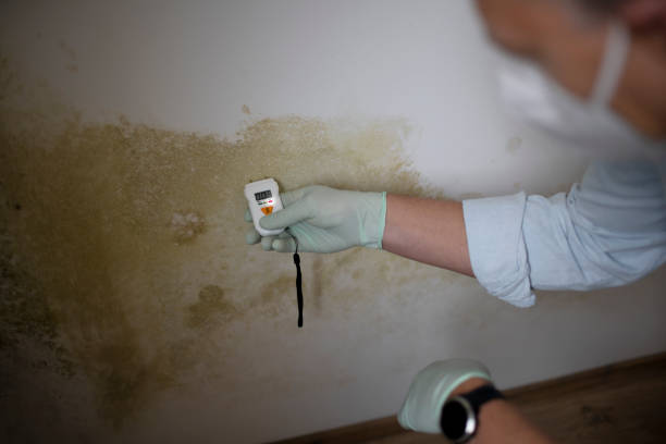 Best Preventive Mold Services in Grove, OK
