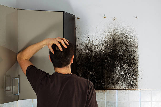 Best Commercial Mold Remediation in Grove, OK