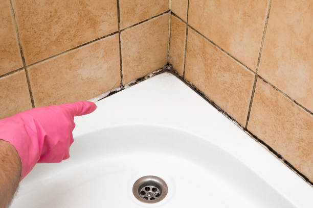Best Localized Mold Remediation (e.g., coastal areas, humid climates) in Grove, OK